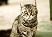 City cat City Cat