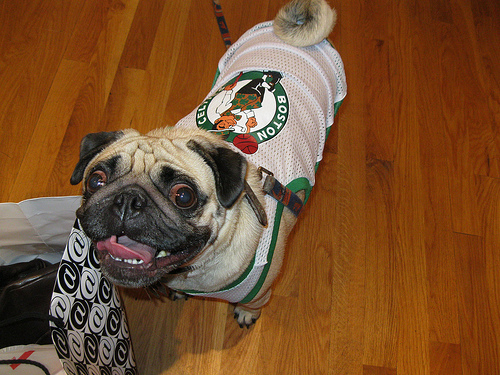 boston celtics dog clothes