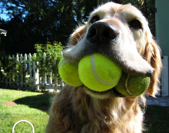 tennis ball bone dog toy