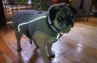 Zip the pug beating the summer heat