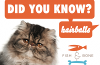 Did You Know Himalayan Cat