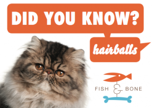 Did You Know Himalayan Cat