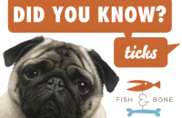 DYK-Ticks-2