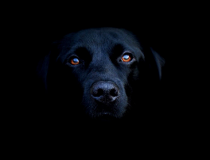 Black-out-dog