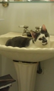 Charlie the cat in the sink