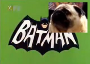 Pug Singing Batman