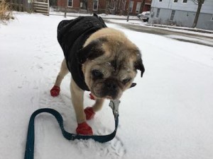 Zip wearing Pawz Rubber Boots