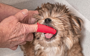 Puppy with finger brush