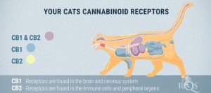 Cannabinoid receptors in cat anatomy