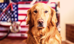Golden Retriever pensive in front of US flag and bike