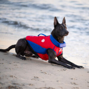 Beautiful dog in High Tide Life Vest