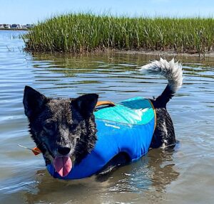 Timber LOVES swimming in her float coat
