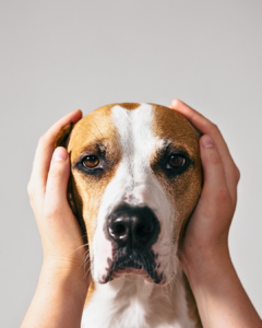 Dog worried about thunder