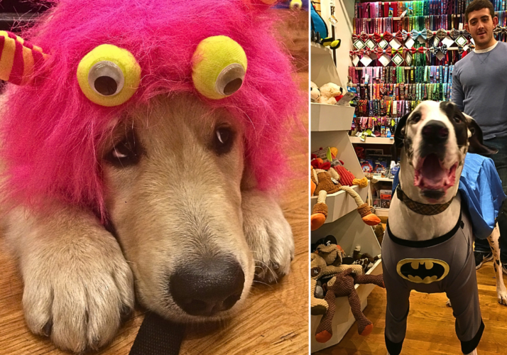 Dogs dressed for Halloween