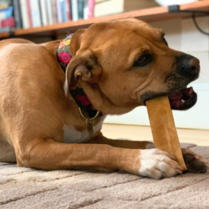 Boxer mix chewing a natural hardened cheese chew