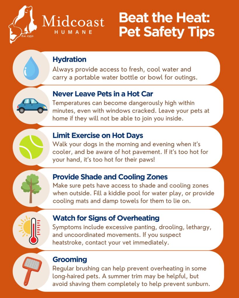 Essential Pet Safety Tips for Beating the Heat Infographic