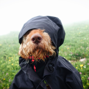 Dog in rain gear with hood