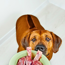 Beautiful Rhodesian Ridgeback dog about to get a bowl of raw meat and bones