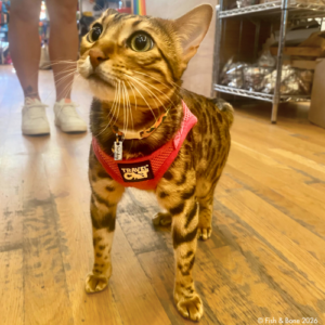 cat in Travel Cat harness