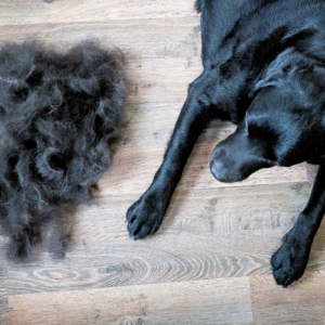 black lab next to pile of fur 