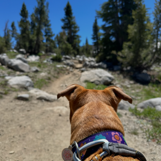 dog about to enter woods
